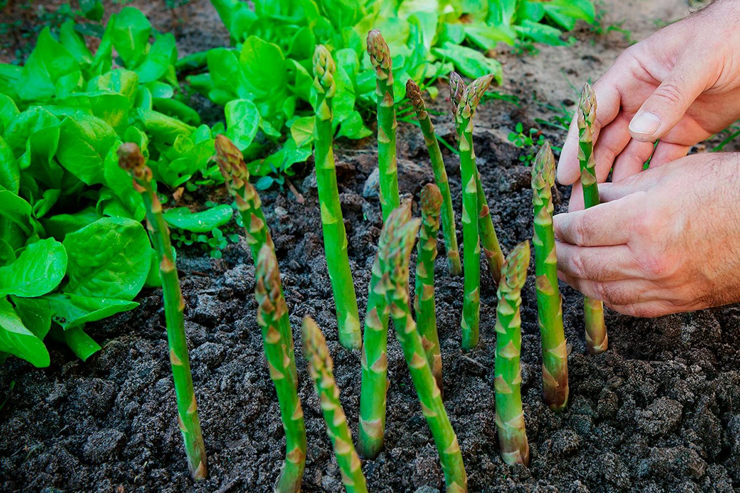 Parsa Parsa kasvatus